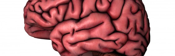 Marijuana takes a toll on the developing brain Human brain on white background